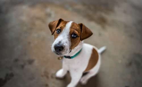 Stress Reduction Jack Russell puppy